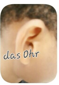  Bearbeitetes Foto eines Ohrs beschriftet mit "das Ohr"