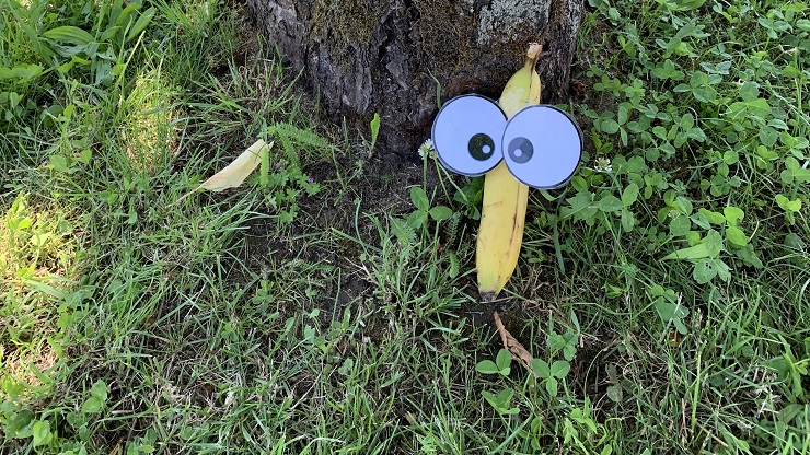 Augenfoto: Eine Banane vor einem Baumstamm mit aufgeklebten Augen