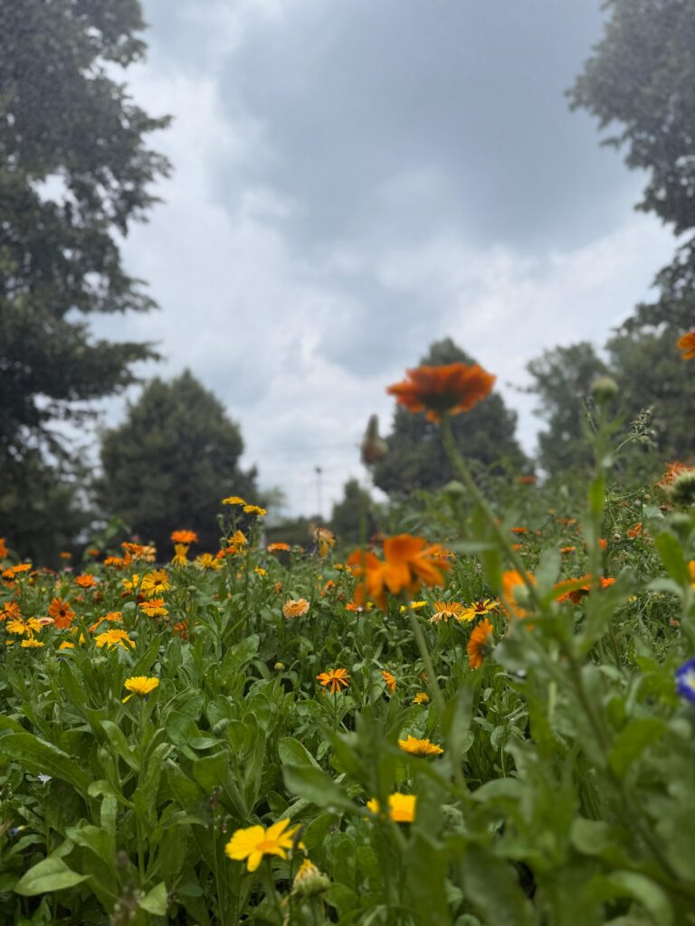 Eine schöne Ansicht von orangenen Blumen mit Blick in die grauen Wolken.